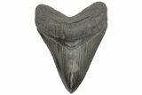Serrated, Fossil Megalodon Tooth - South Carolina #208553-1
